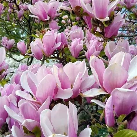 25 Stück magnolia samen magnolie Magnolienbaum saatgut alte sorten