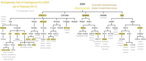 phylogenetic tree  haplogroup ra   dna eupedia dna