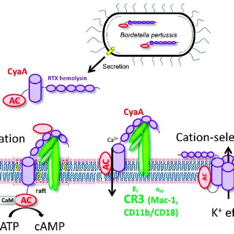 Mode Of Action Of Adenylate Cyclase Toxin CyaA On Phagocyte Membrane