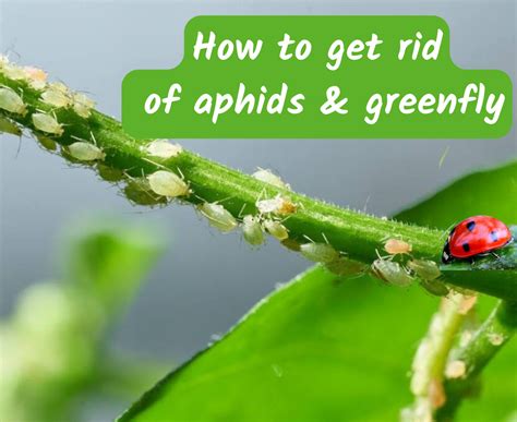 How To Get Rid Of Aphids And Protect Plants