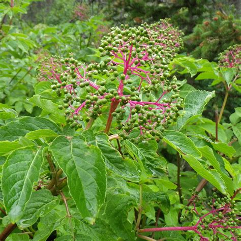 Sambucus racemosa - Horsford Gardens and Nursery