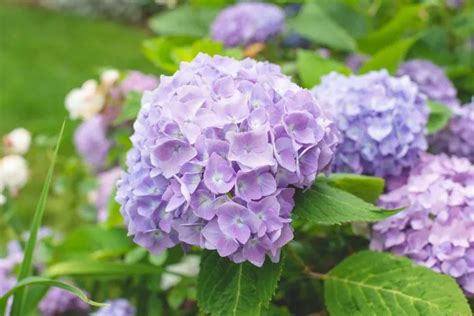 Quand Planter Hortensia Les Meilleurs Conseils De Culture