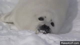 harp seal pup eating on Make a GIF