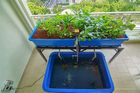 Aquaponic Tank Malaysia Aquaponics Free Plans