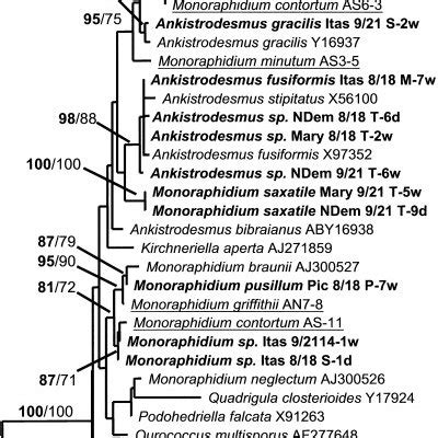 Phylogram Resulting From A Maximum Likelihood Analysis Of S Rdna