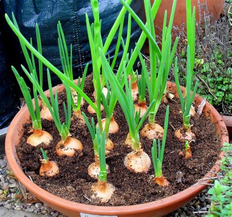 How To Plant Onion Bulbs All You Need Infos