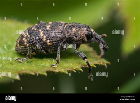 Gran Gorgojo Del Pino Hylobius Abietis Encaramado En El Borde De Una