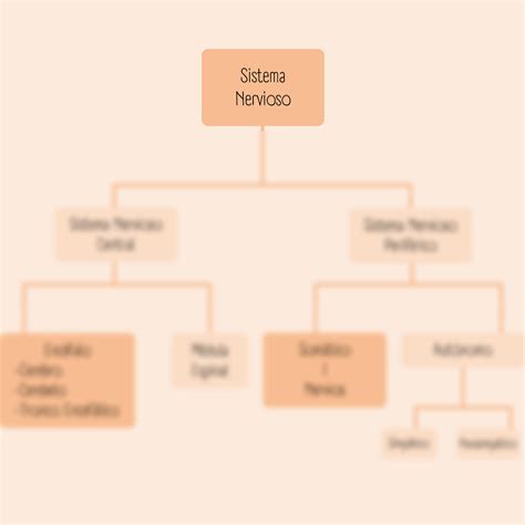 SOLUTION Esquema Del Sistema Nervioso Studypool