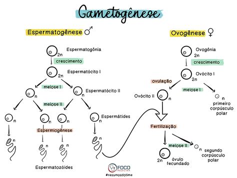 Gametogenese O Que É - MAPA MENTAL SOBRE GAMETOGÊNESE - Maps4Study