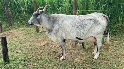 Comprei Uma Vaca Por 900