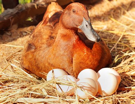 How To Raise Ducks In Your Backyard Backyard Poultry