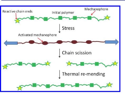 Figure 1 from Mechanically induced scission and subsequent thermal ...