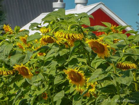 How To Grow Sunflowers — Ferns And Feathers