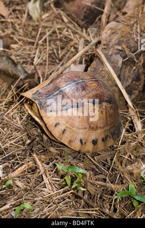 Flowerback Box Turtle Cuora Galbinifrons Head And A Forelimb