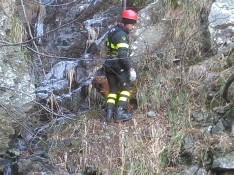 Rialto Cane Scivola E Precipita In Un Dirupo Nei Boschi Salvato Dai