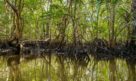 Mangroves: Underrated Climate Change Heroes - Ocean Generation