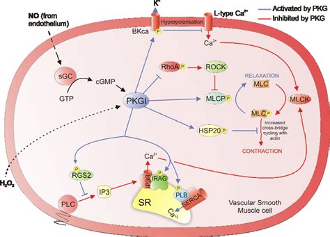 Sensors Free Full Text Oxidant Sensing By Protein Kinases A And G