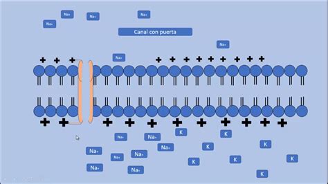Canales I Nicos Fisiolog A Celular Youtube