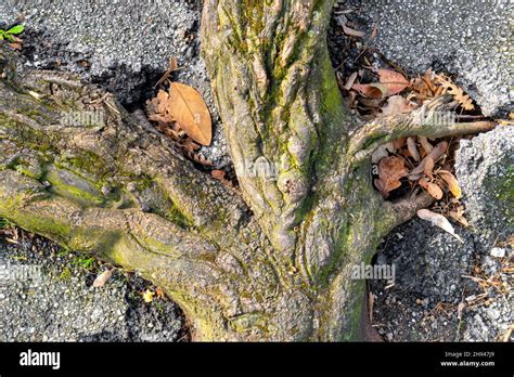 Tree Root Sidewalk Crack Hi Res Stock Photography And Images Alamy