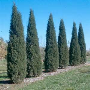 Taylor Juniper | NWA Plants Inc