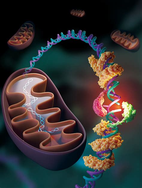 CRISPR Free Strand Selective DNA Base Editing By Introducing Nickase