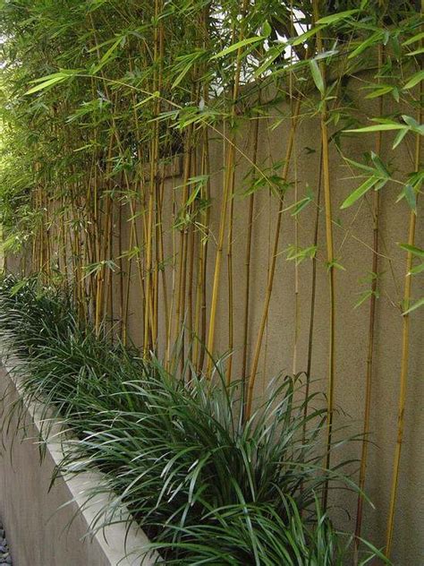 70 bamboo garden design ideas – how to create a picturesque landscape