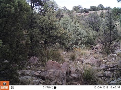 Trail cam photo of mountain lion stalking elk | FWS.gov