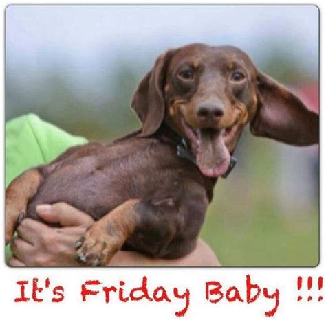 The Dachshund Escapades Happy Friday Doxie Lovers