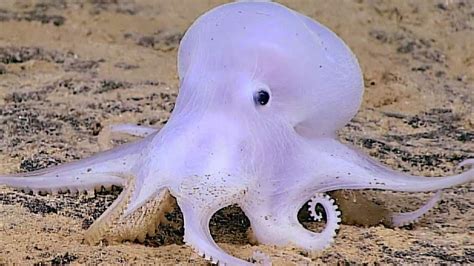 'Ghost' Octopus Discovered 13,500ft Under Sea