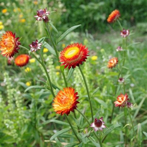 Immortelle à bractées Les Semences de l Ombelle