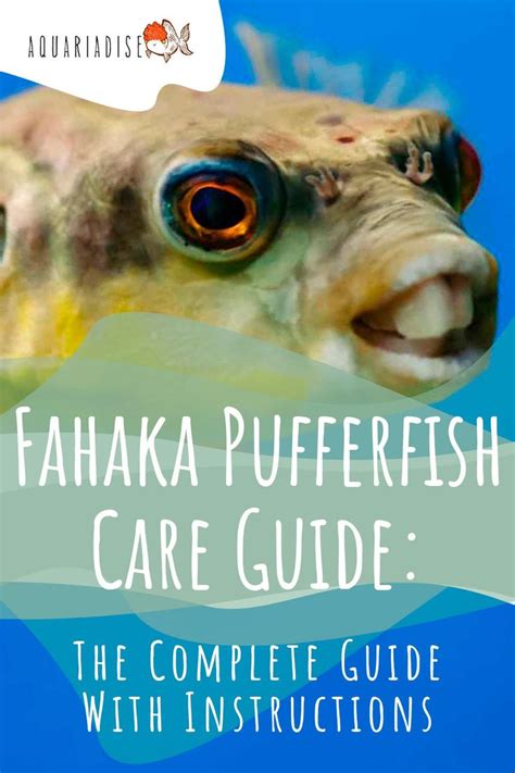 the complete guide to fahaka pufferfish care