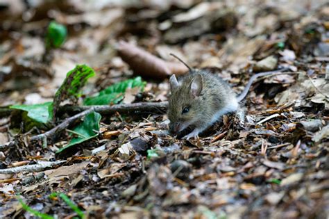 Closeup Shot Of A Cute Small Ural Field Mouse In The Forest Stock Photo