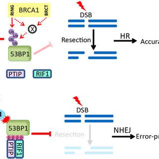 A Working Model For An Inhibitory Role Of BRCA1 In The Regulation Of