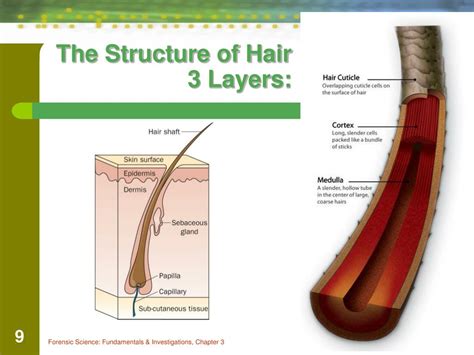 Ppt Chapter The Study Of Hair Day Powerpoint Presentation Free