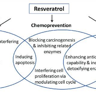 | Potential mechanisms for RES-medicated chemotherapy, chemoprevention ...