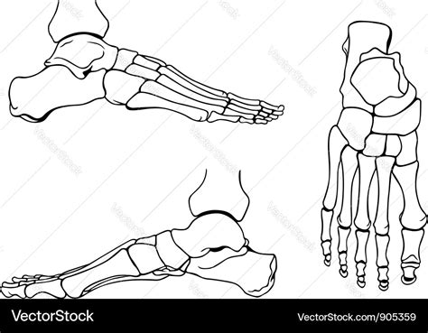 Foot Bones Royalty Free Vector Image Vectorstock