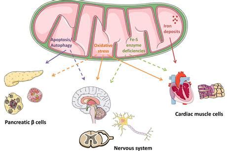 Alternative Treatment of Friedreich’s Ataxia - Paperblog