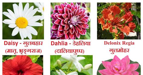 Names Of Indian Flowers In English