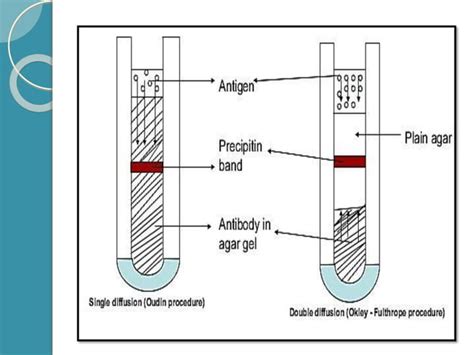 Antigen Antibody Reactions Ppt