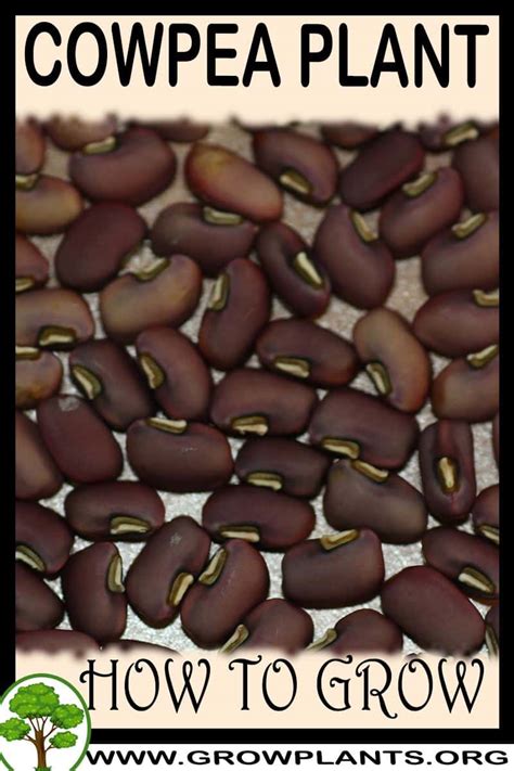 Cowpea How To Grow And Care