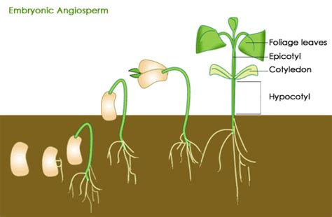 Plant Embryo Diagram