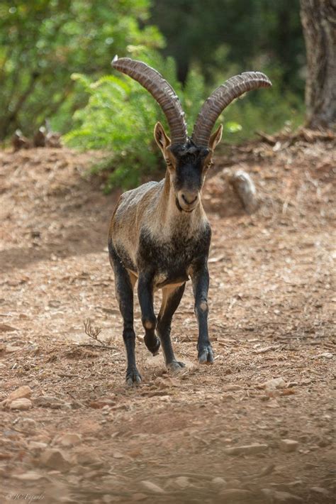 Alpha | Ibex and Other Beautiful Animals