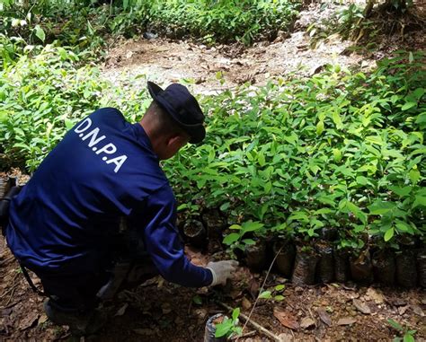 Aseguran 15 mil arbustos de coca en sector montañoso de Colón