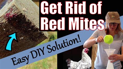 How To Get Rid Of Red Mite In Chicken Coop YouTube