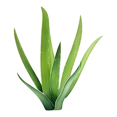 Premium Vector Aloe Vera Plant Isolated Detailed Hand Drawn Painting