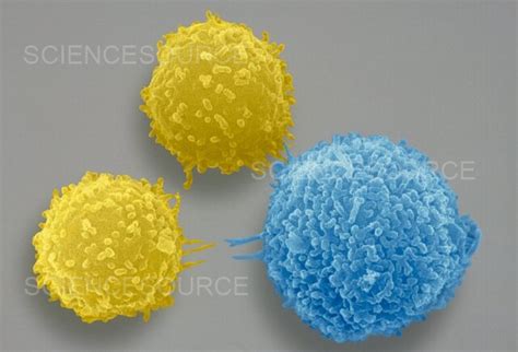 Photograph Macrophage And Lymphocytes SEM Science Source Images