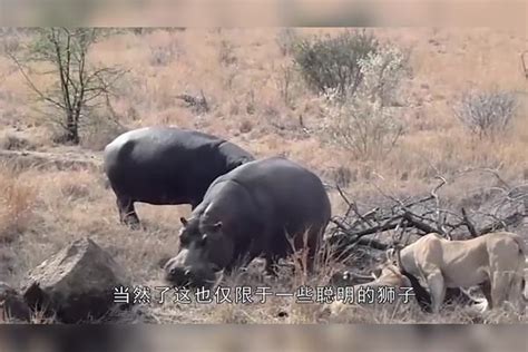 狮子啃食死去的河马，下一秒却尴尬了，镜头拍下搞笑一幕河马镜头狮子