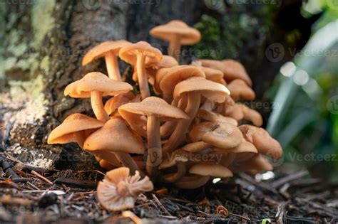 Armillaria tabescens is a parasitic mushroom that grows in clusters on