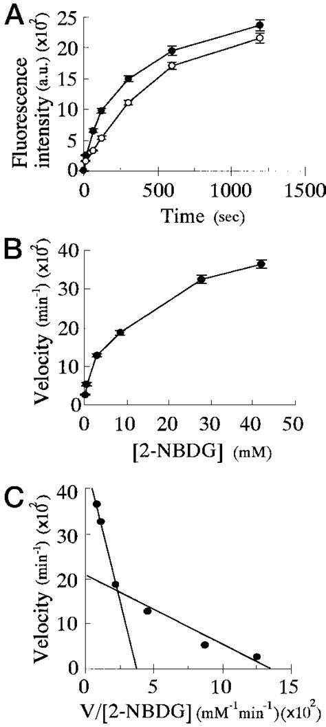 Kinetic Analyses Of Nbdg Uptake Into Min Cells A Time Course Of