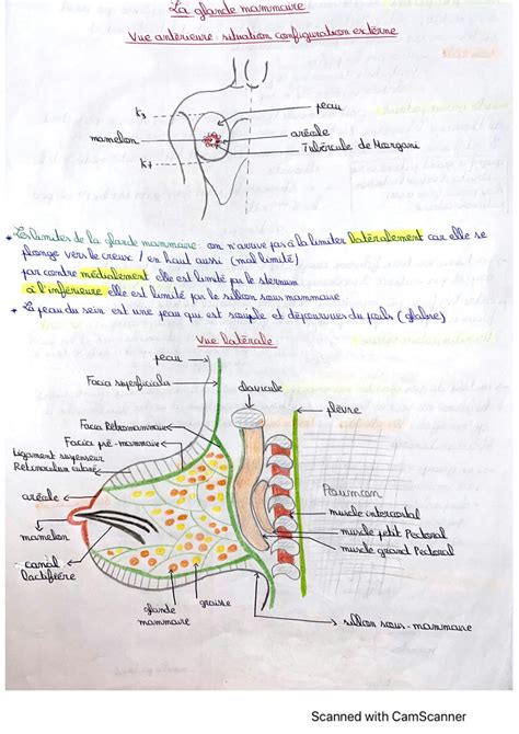 Solution La Glande Mammaire Studypool